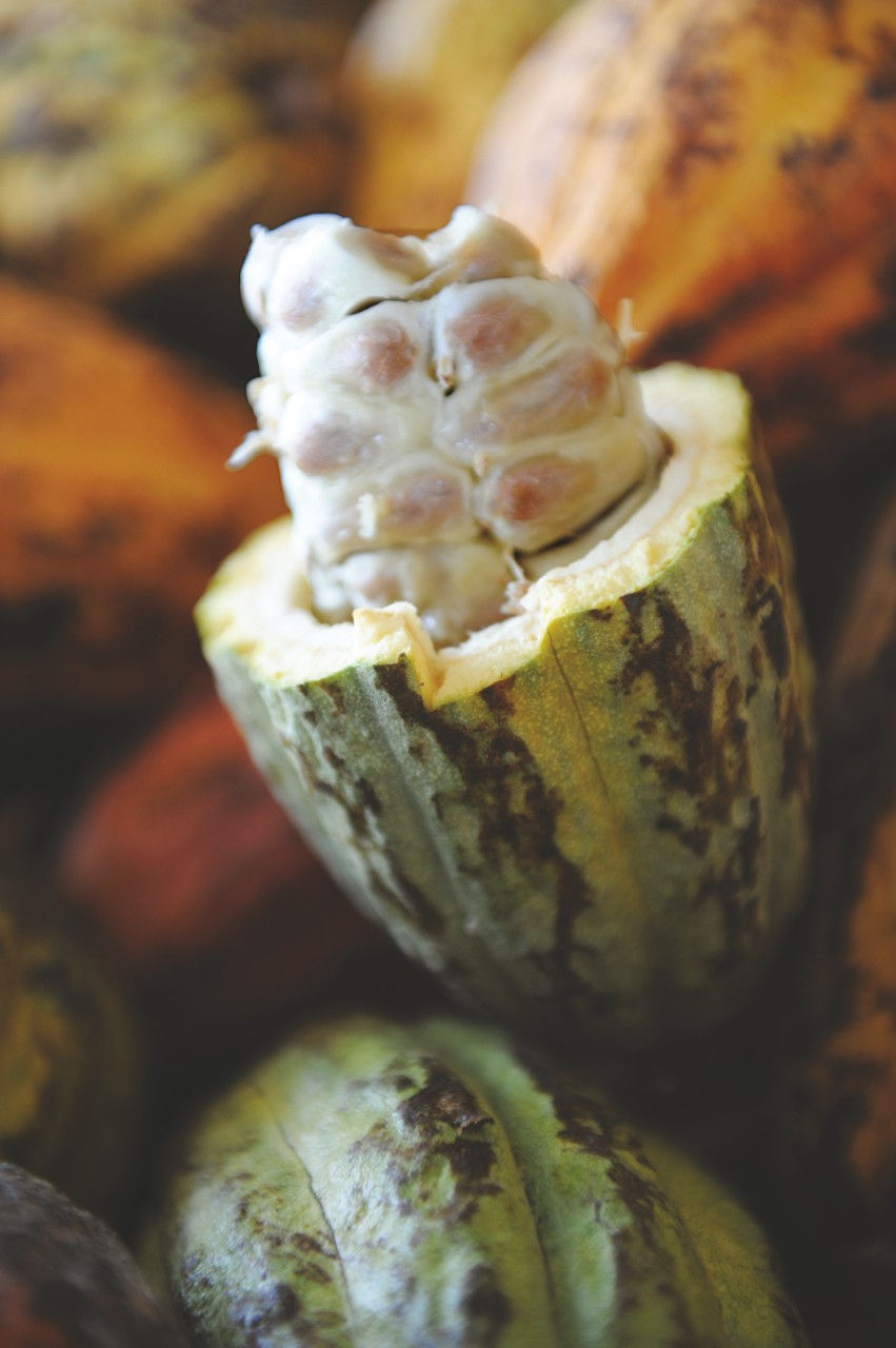 Cacao-Trace-Great-Taste-Drying-1280x1280.jpeg