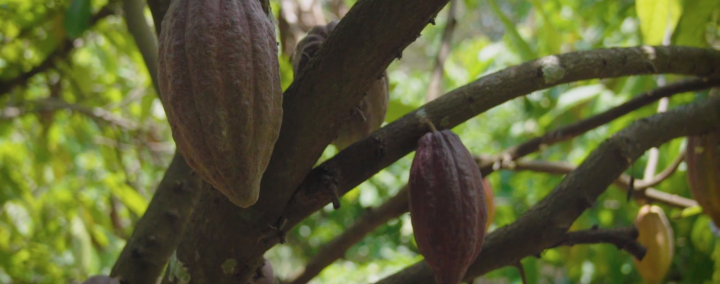 Cacao-Trace Fermentation Process