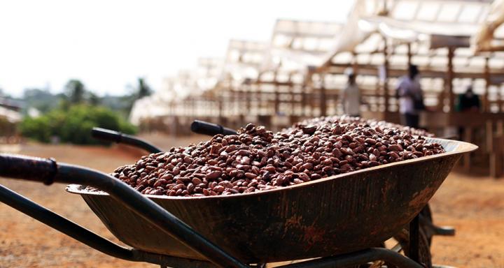 Hoe beter de cacaobonen, hoe beter de chocolade