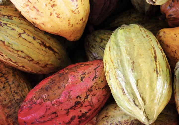 Chocolate made by fermentation experts