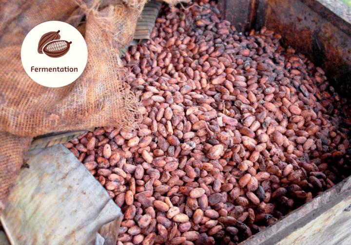 Del árbol a la golosina – El camino del cacao hasta convertirse en chocolate