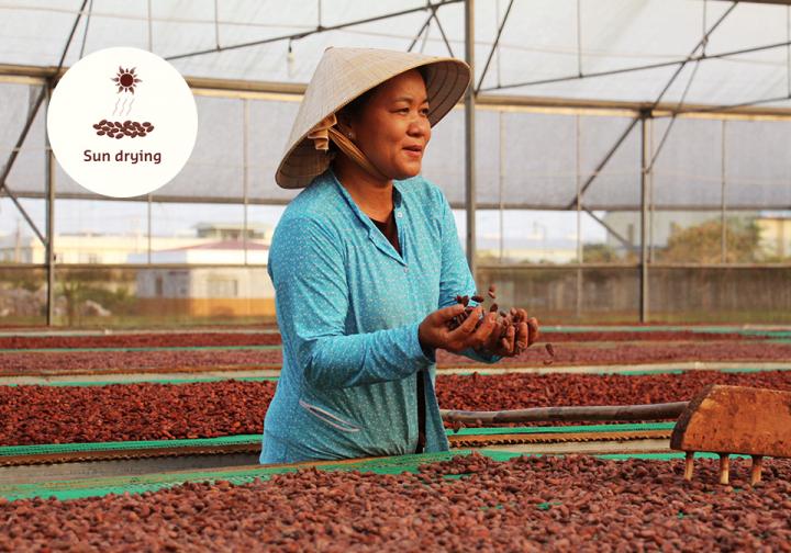 Del árbol a la golosina – El camino del cacao hasta convertirse en chocolate