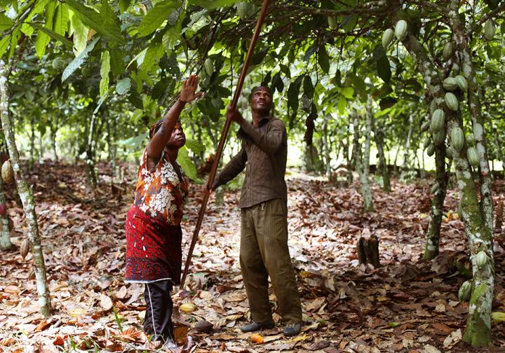 Die Realität des Kakaoanbaus an der Elfenbeinküste