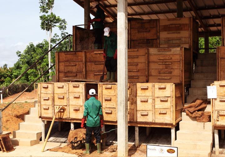 The reality of cocoa farming in Ivory Coast