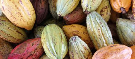 Del árbol a la golosina – El camino del cacao hasta convertirse en chocolate