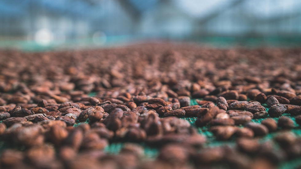 pic_cacao-trace_vietnam-21-1280x1280.jpeg