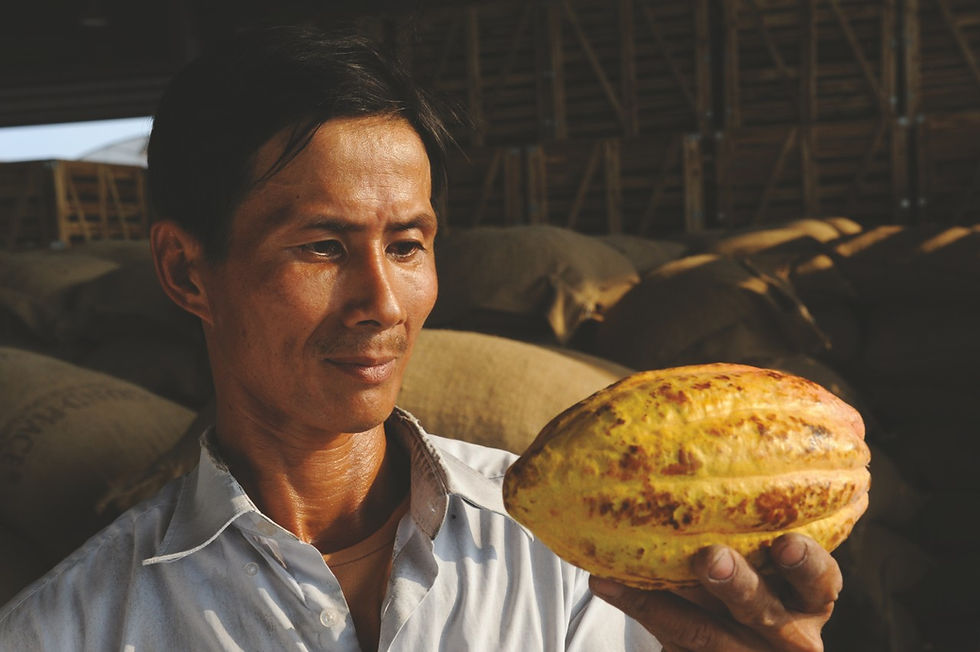 Cacao-Trace-Sustainability-Standard-Transparency-1280x1280.jpeg