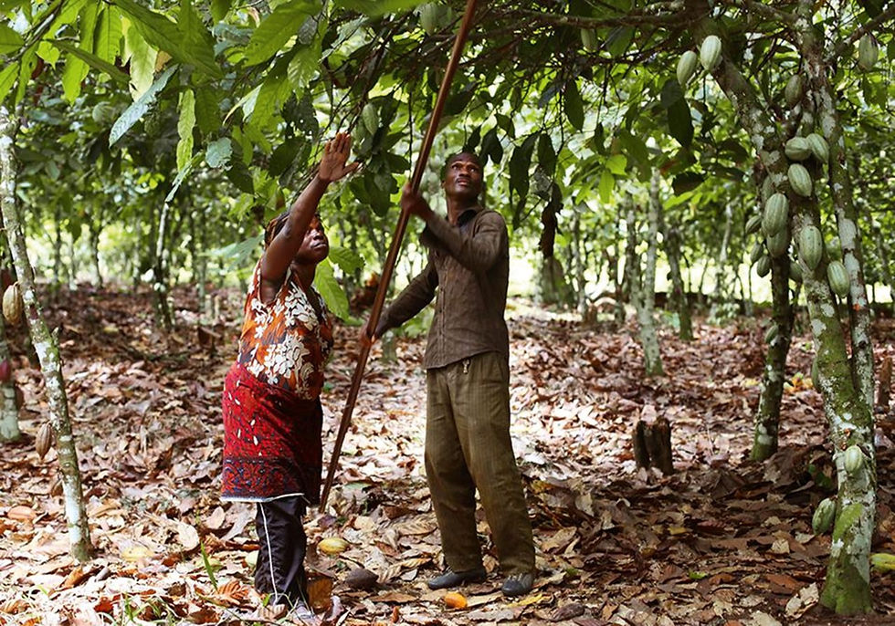 Cacao-Trace-Great-Taste-Doing-Good-Farmers-1280x1280.jpeg