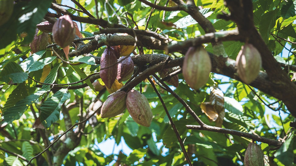 pic_cacao-trace_vietnam-16-1280x1280.jpeg